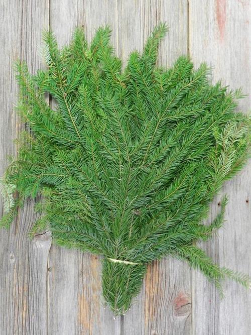 NOBLE FIR 25#  CHRISTMAS GREENS